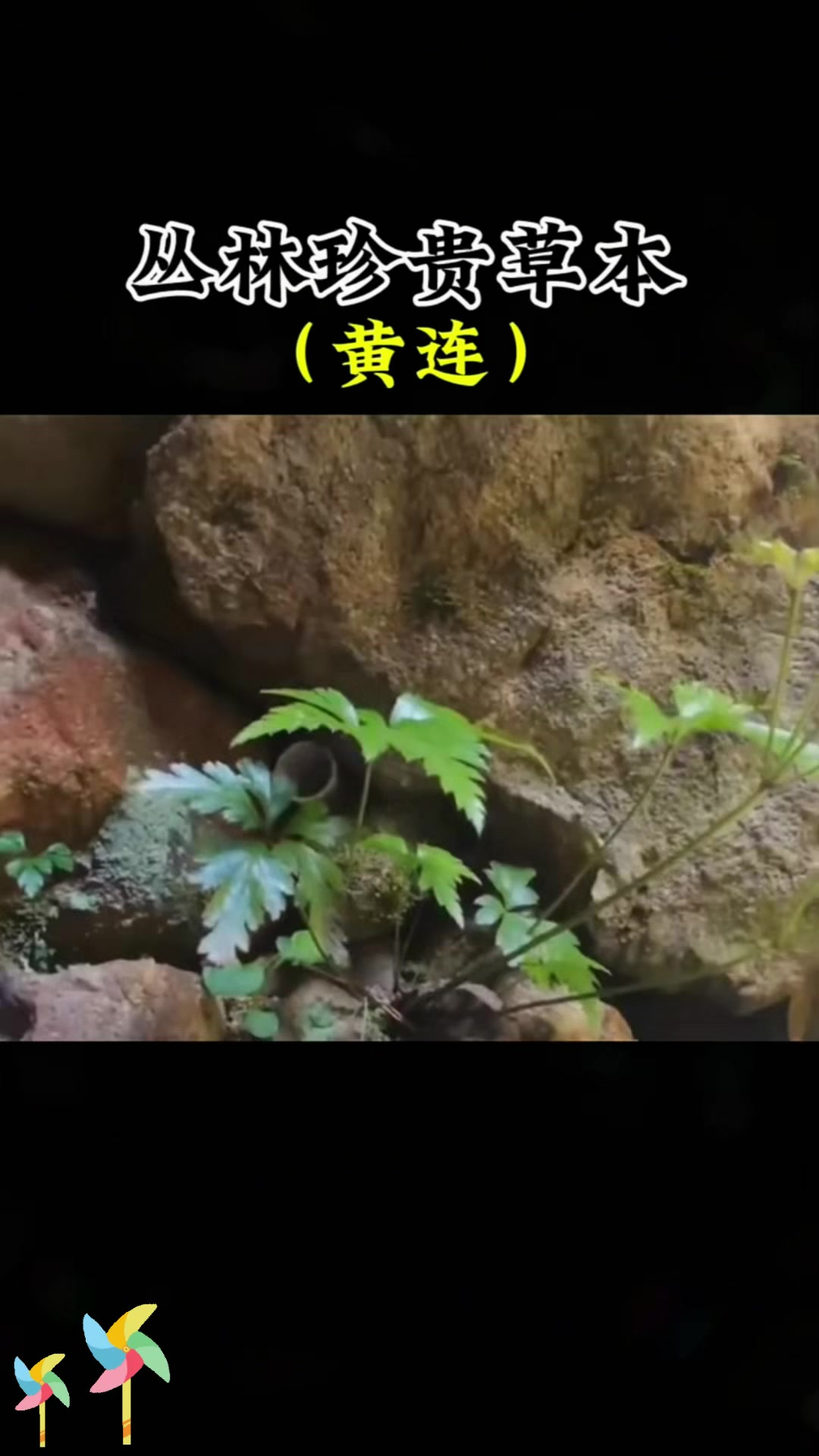 认识黄连:哑巴吃黄连,有苦说不出的黄连!