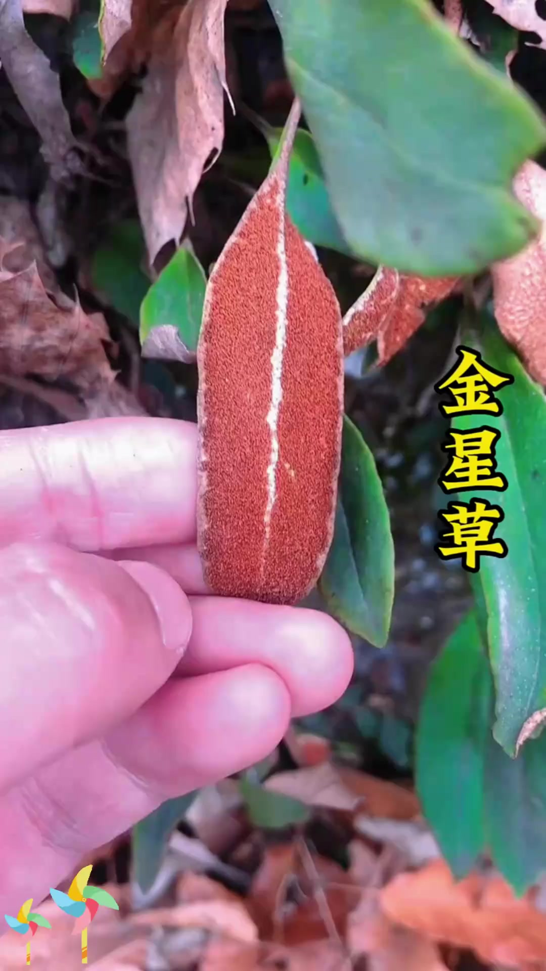 金星草又称石苇,你认识这种植物吗?