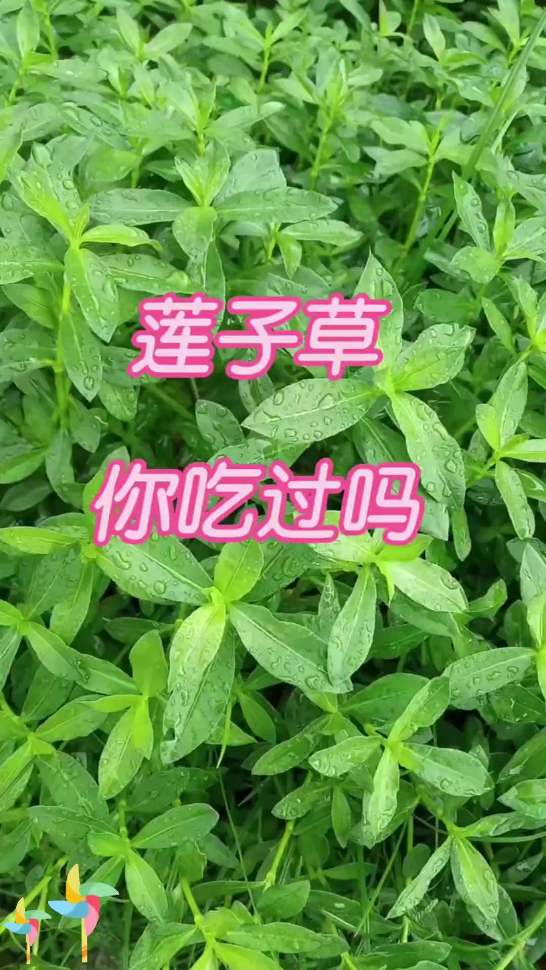 你吃过吗?快来分享体验