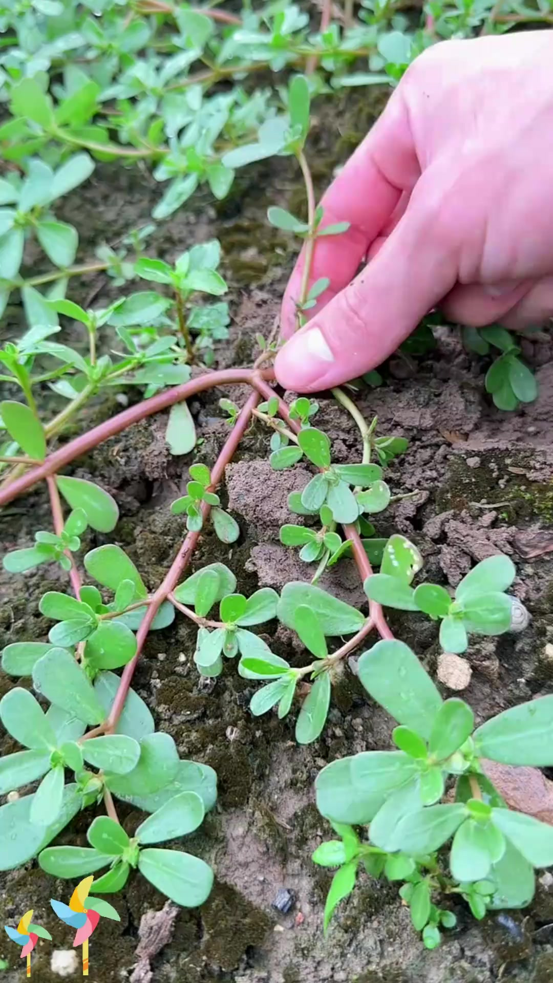 马齿苋是农村常见的野菜之一,你家乡有吗?