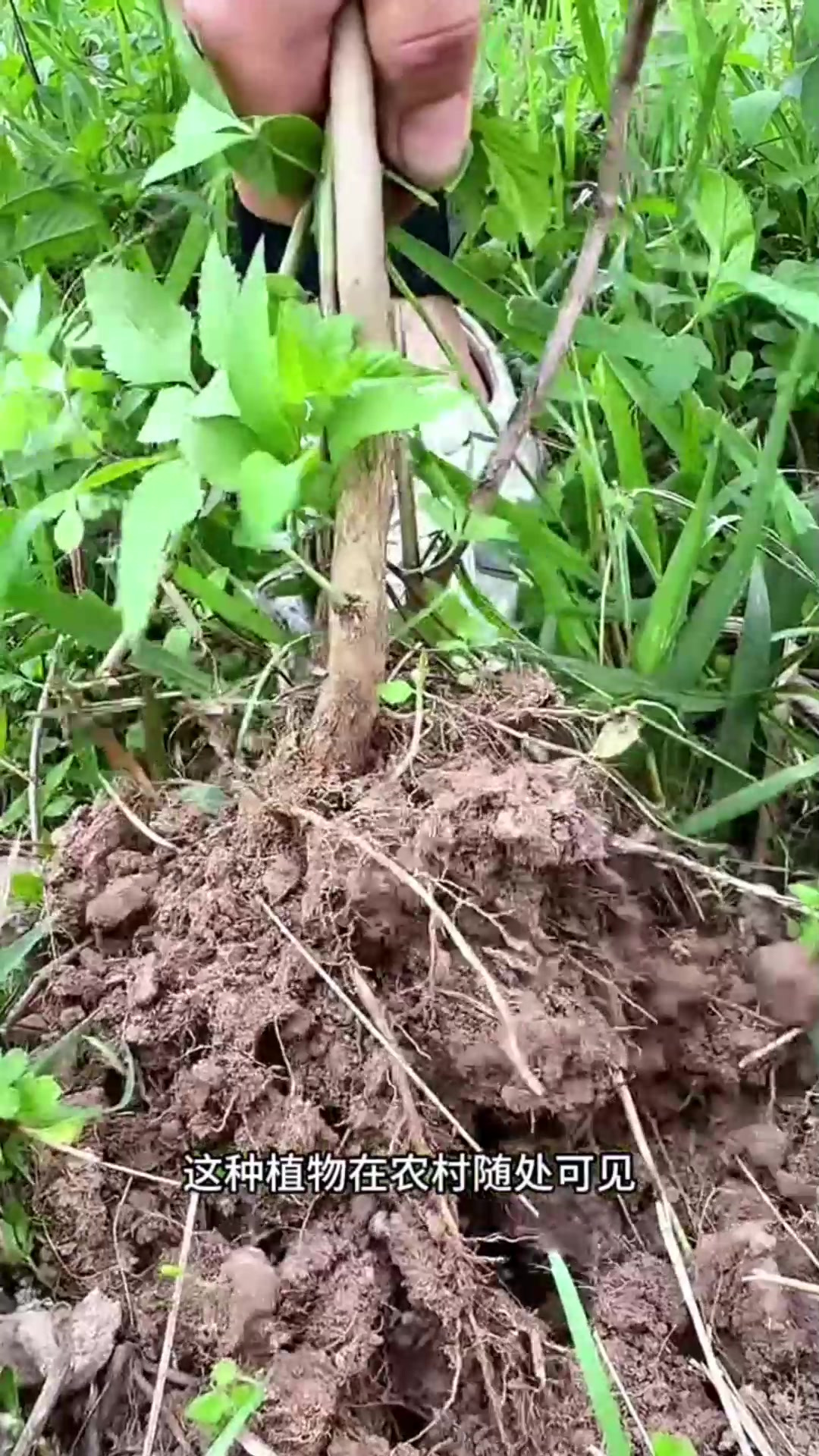 大量收购黄荆树图片