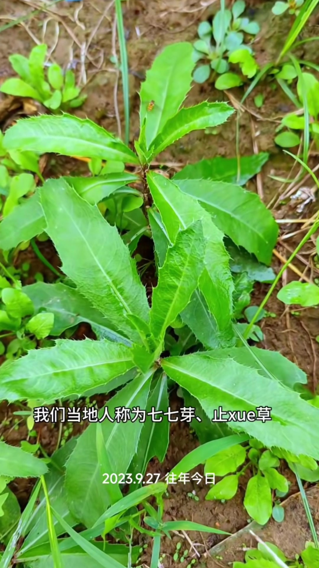 刺刺菜的吃法图片