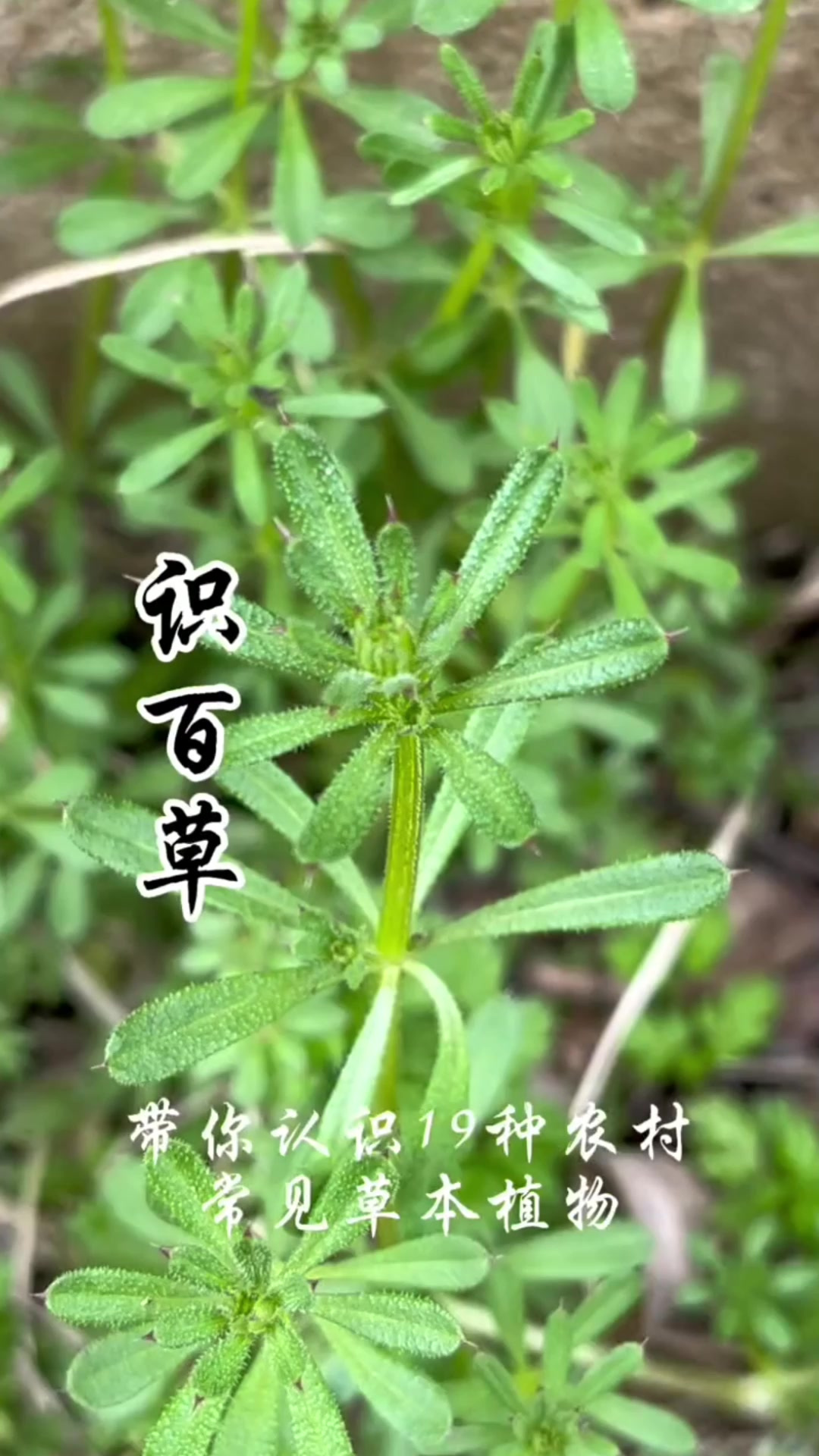 农村植物大全图片名称图片