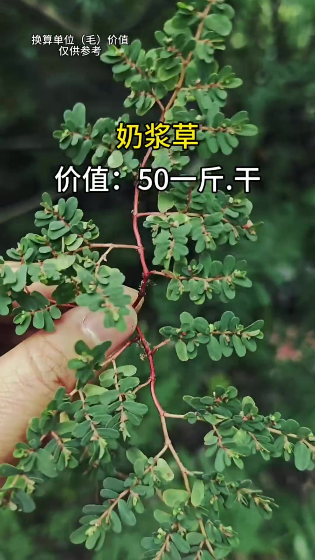 一年亩收入5万的药材有哪些(2019年一亩收入20万元的中药材)