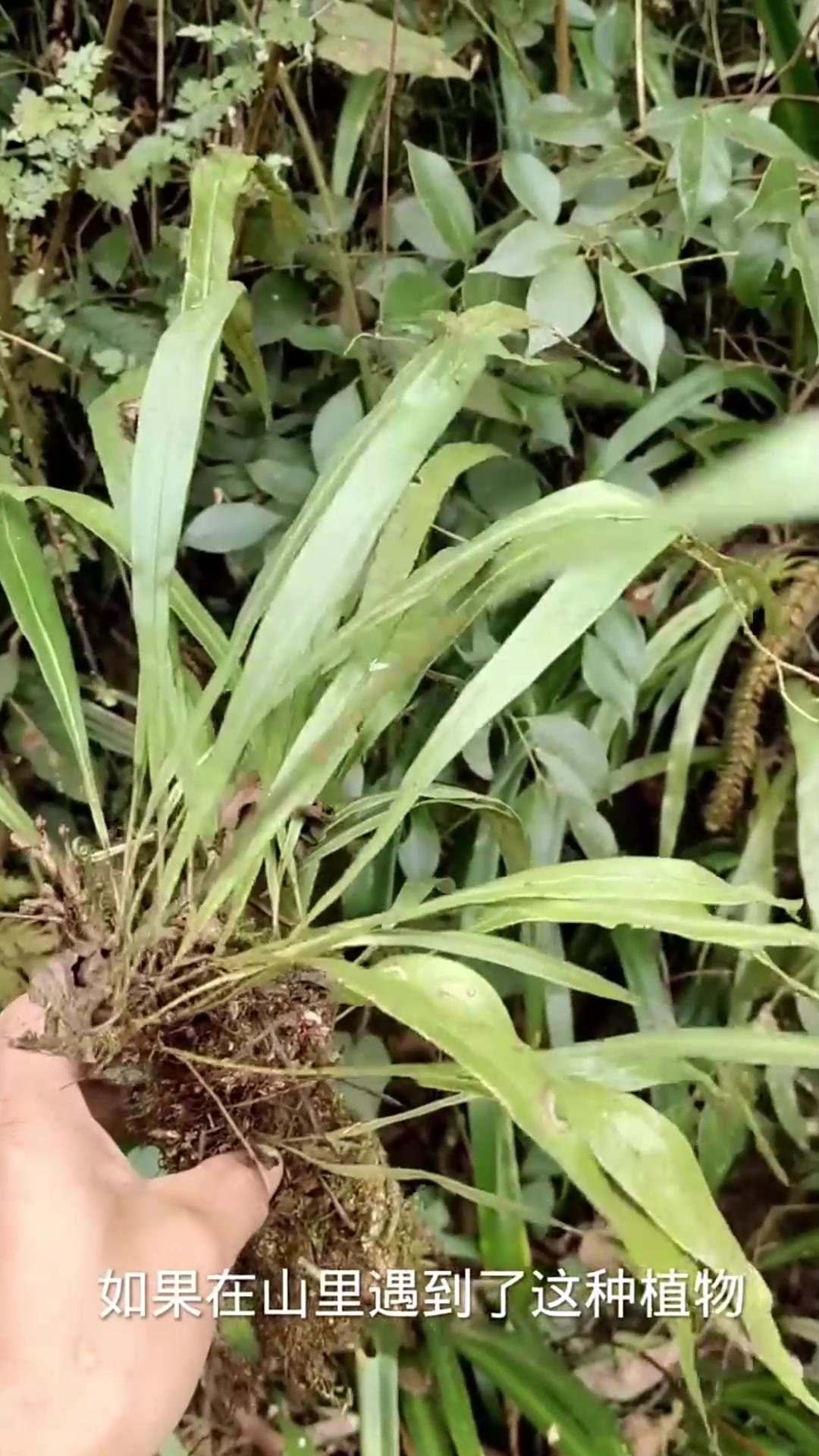 这就是肾精草,学名叫石苇,又名花石草,一种很不错的中药材