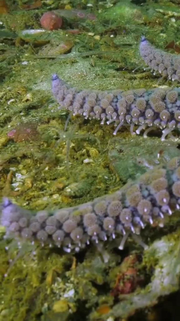 罕见巨型向日葵海星的奇特脚数观察