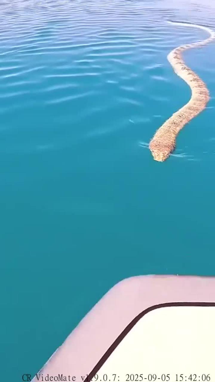 海洋中最致命的生物之一:海蛇