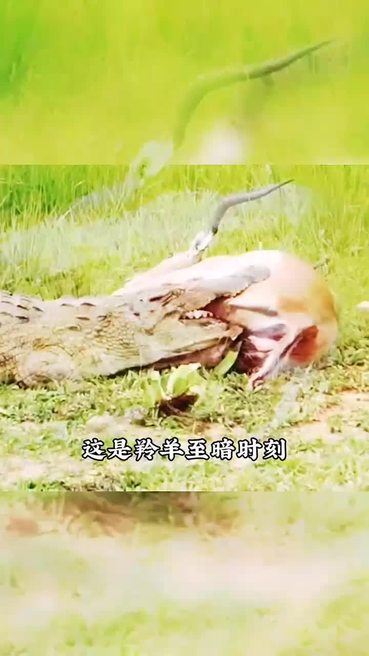 羚羊=羚羊角的功效