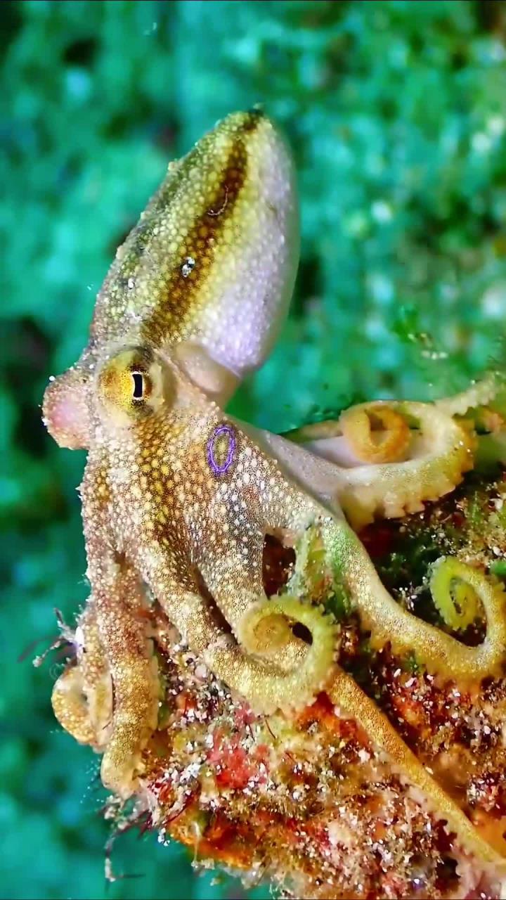 蓝色海洋中的神奇生物,治愈心灵的美丽景象