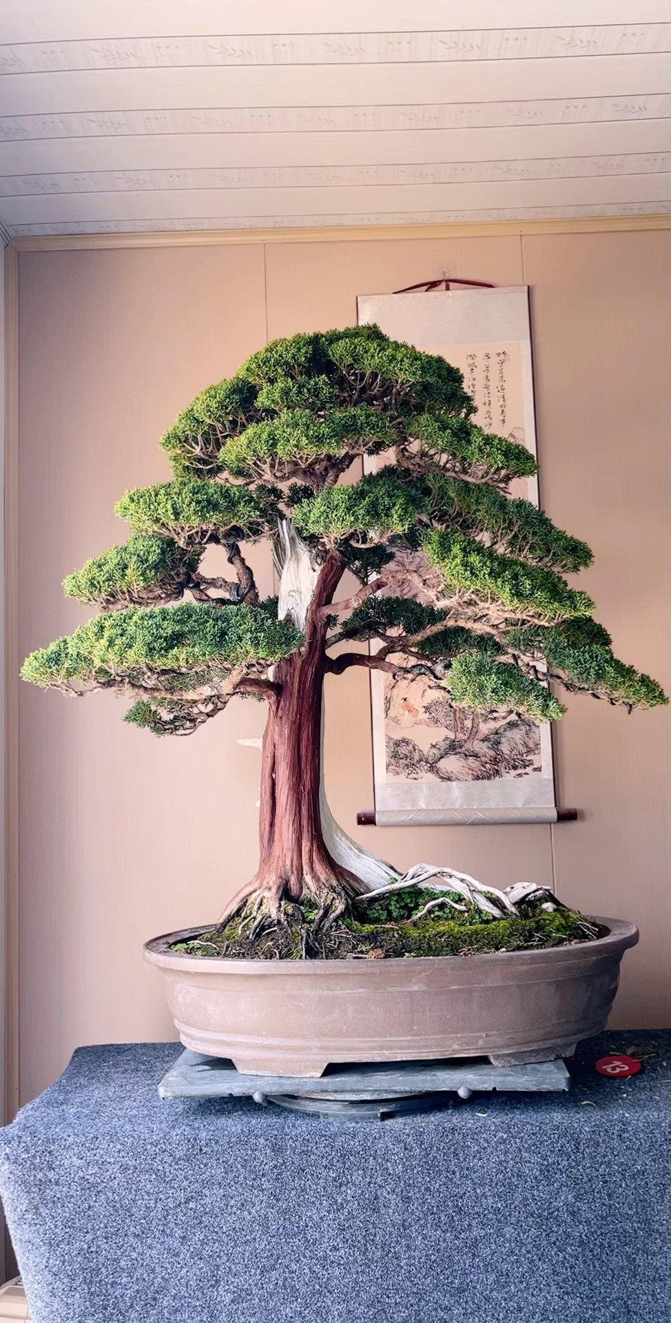 精品迎客真柏盆景