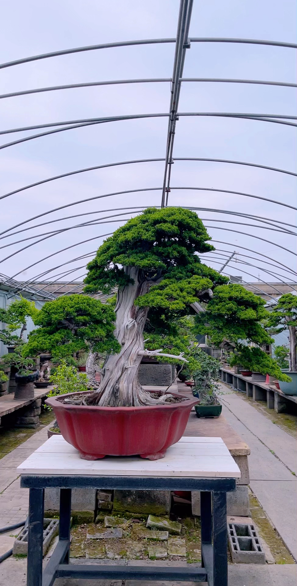 八大名贵盆景系鱼川真柏