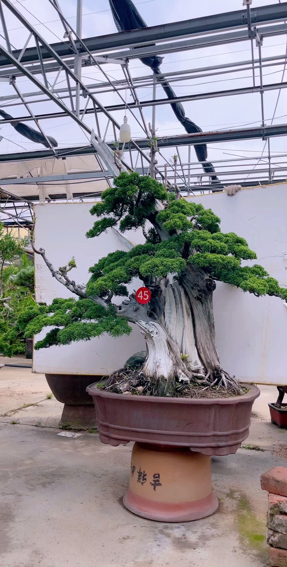 精品大老桩真柏盆景