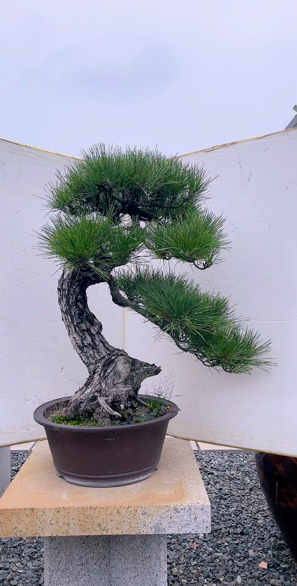 精品文人黑松盆景