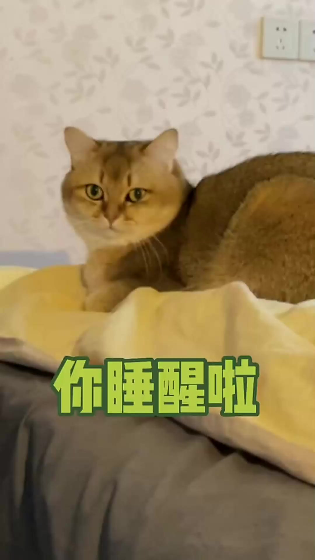 你睡醒了,那我继续睡了