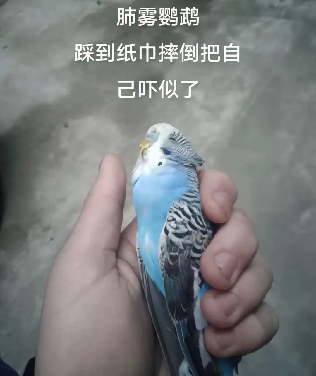 盘点鹦鹉的一千零一种死法,真是肺雾大舞台 ,有鸟你就来