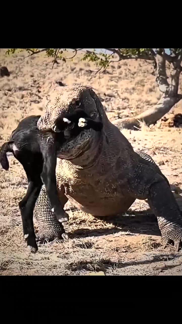 三嫂科莫多巨蜥吞下整只山羊!山羊啥味道也不知道