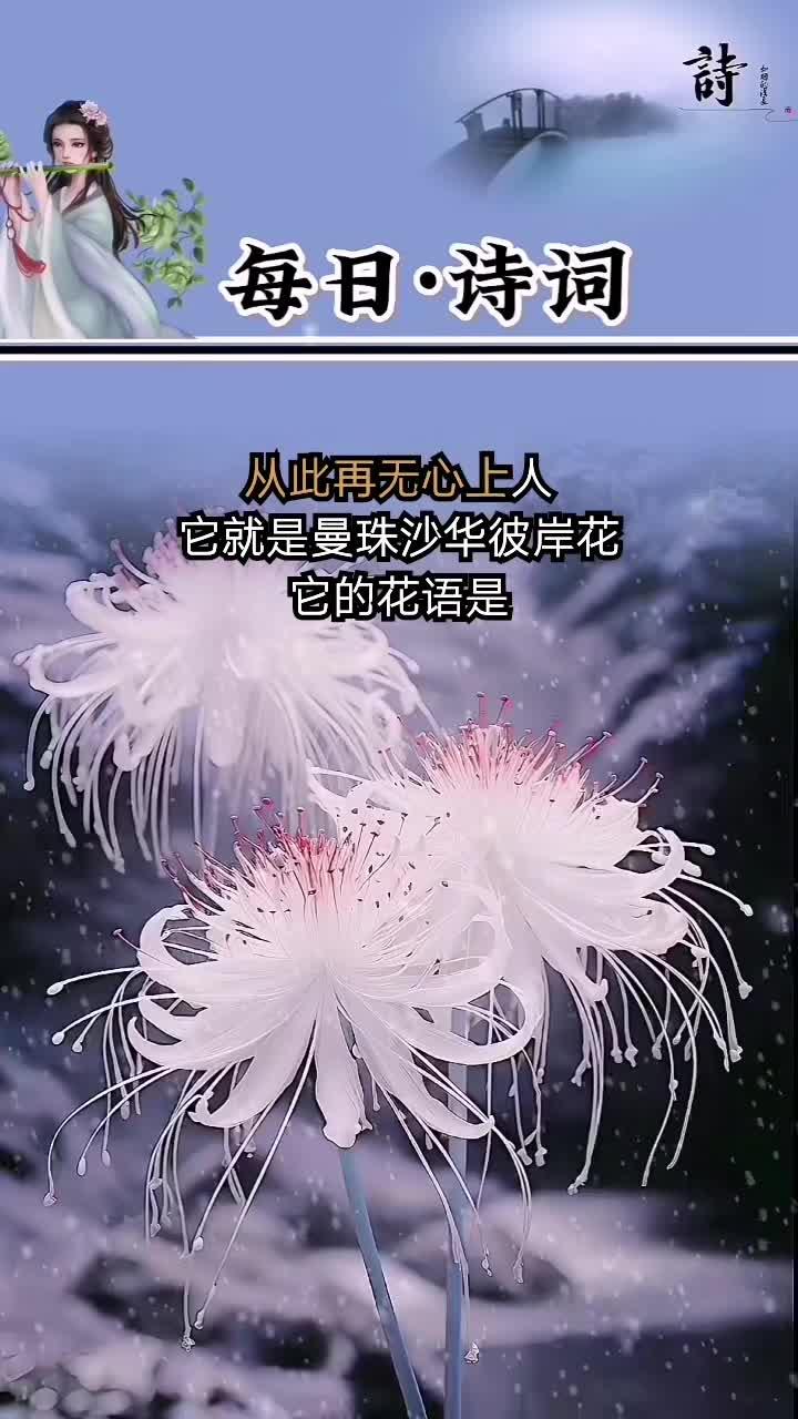 彼岸花开身上纹,从此再无心上人