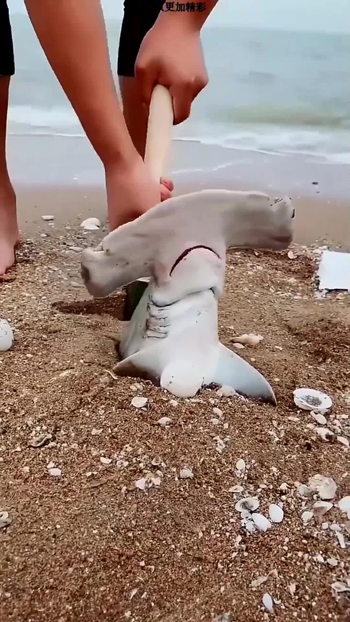 锤头鲨