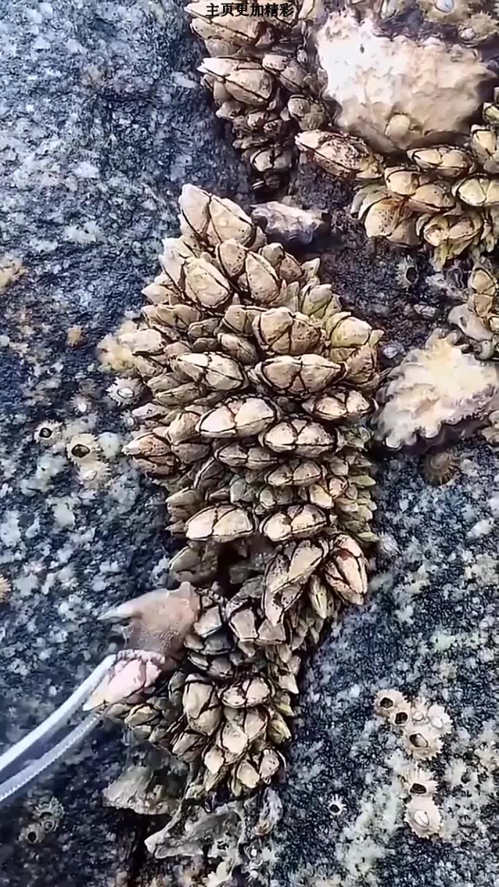 赶海捡藤壶了
