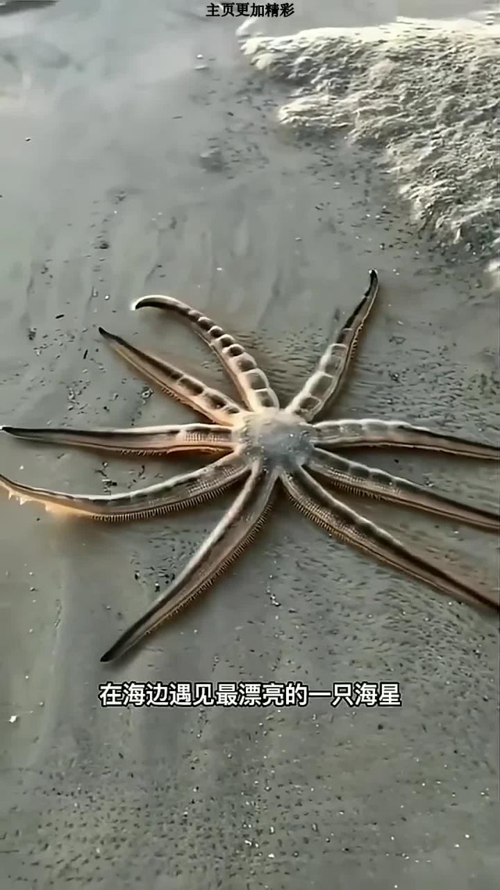 大家见过七脚海星吗?
