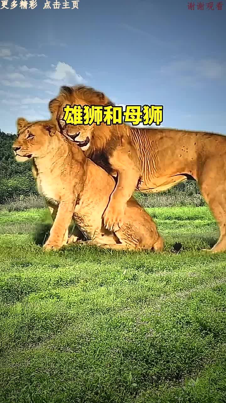 雄狮为什么怕母狮子