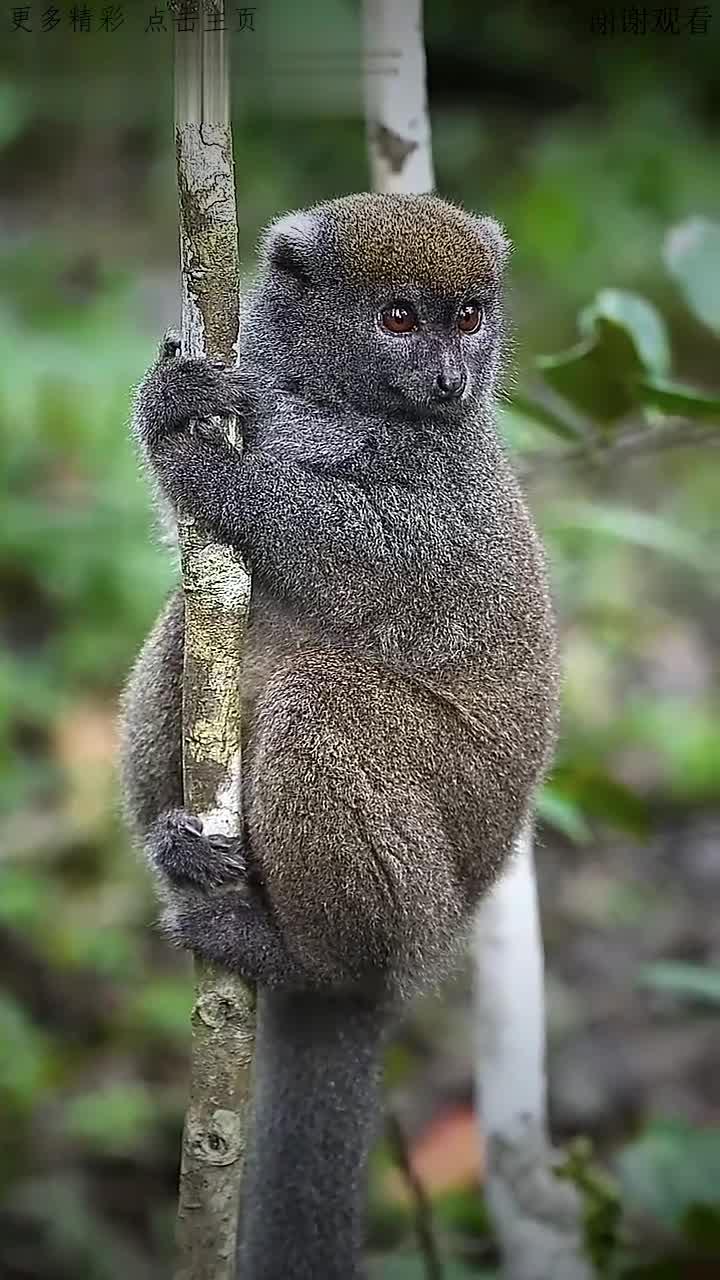 鼠狐猴是原始猴类中个体最小的一种,又名小鼠狐猴,是世界上最小的原始