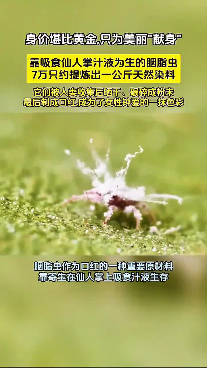 不起眼的"胭脂虫",蕴藏着美丽和口红的秘密!