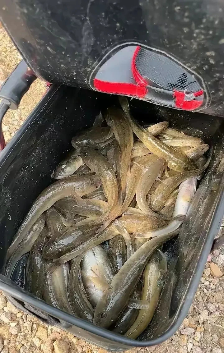 威海大多数人管这个叫咣鱼,还有的当地土话管这个鱼叫趴了,这个鱼