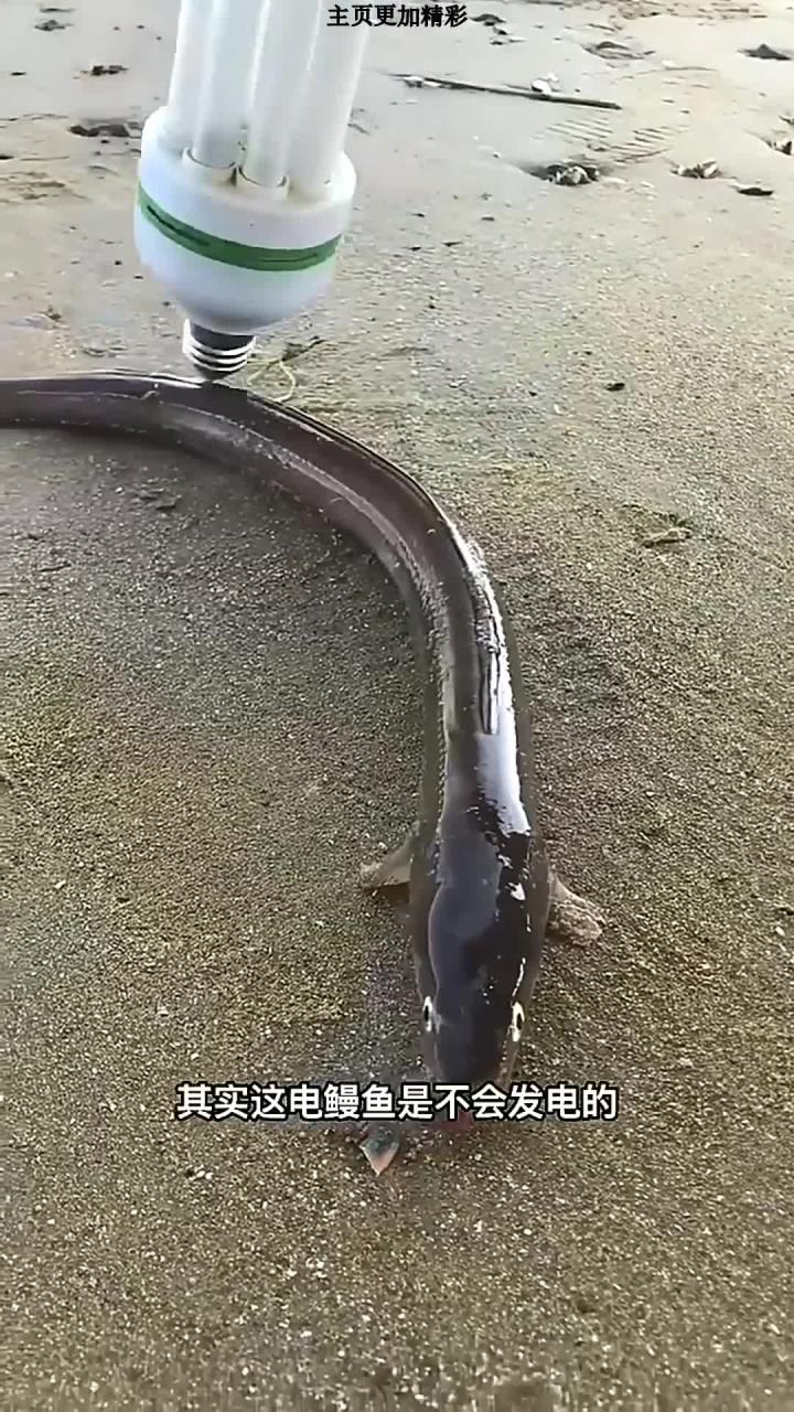 电鳗鱼又叫7星鳗