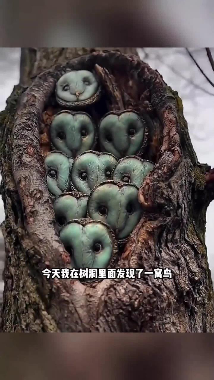 树洞发现一窝鸟,偷一只判五年!