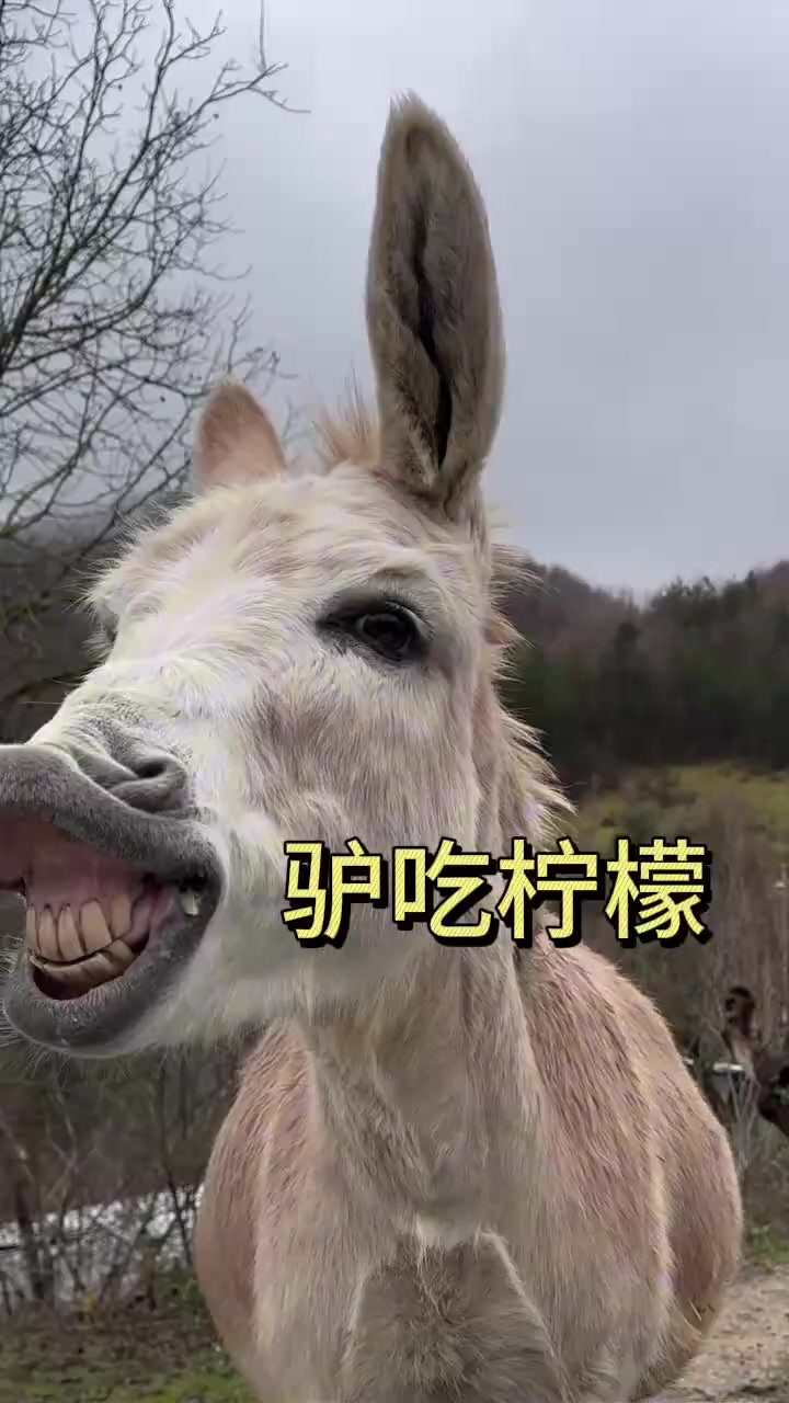 驴吃柠檬表情太逗了