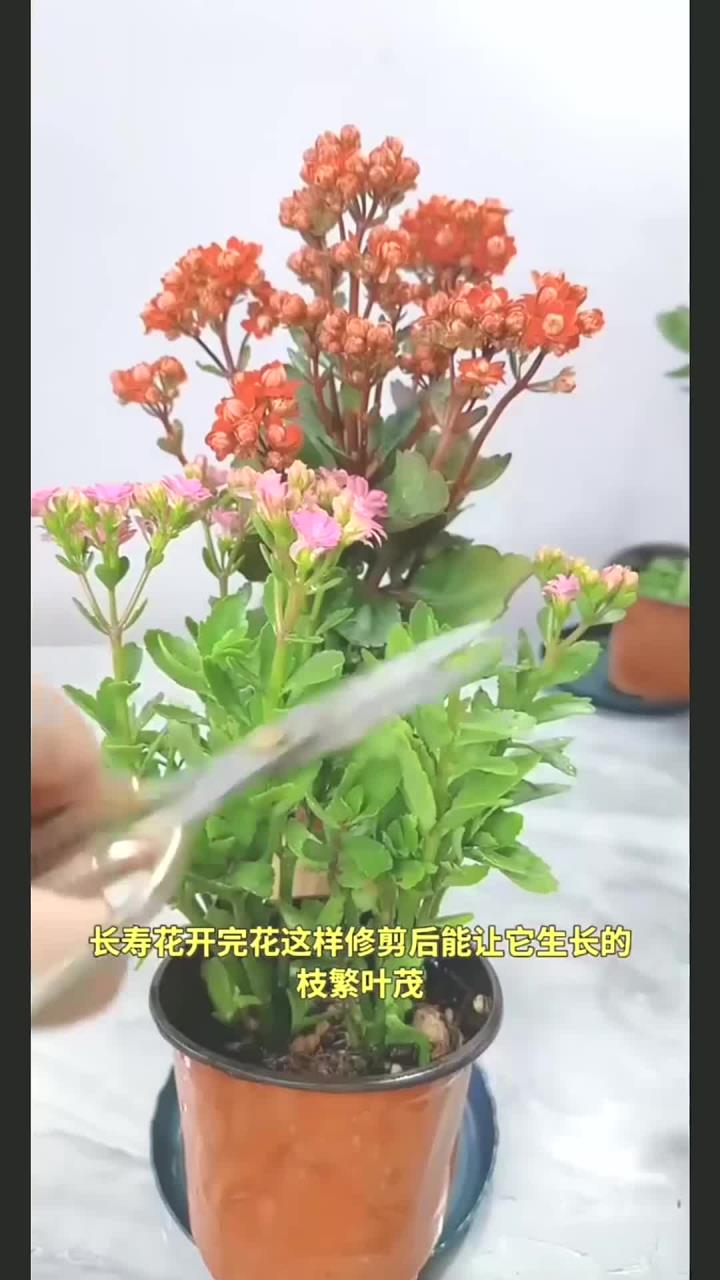 长寿花的成长变化图片