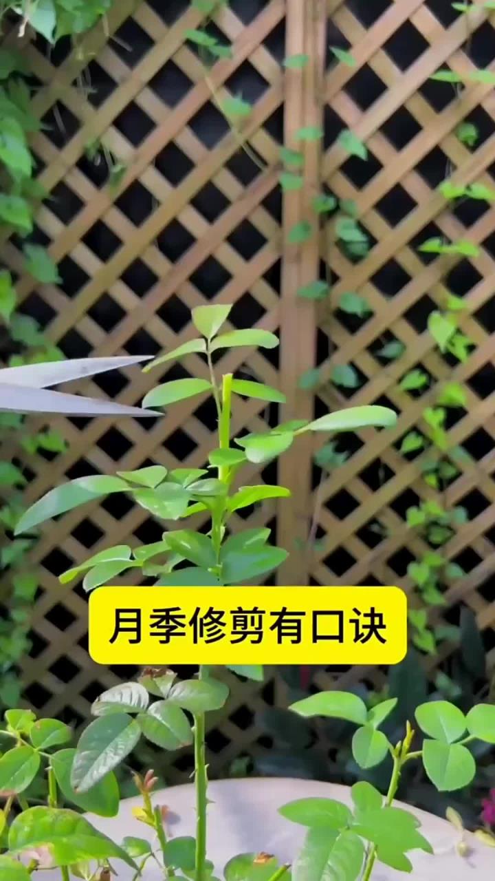 月季修剪有口诀,记得先点赞收藏