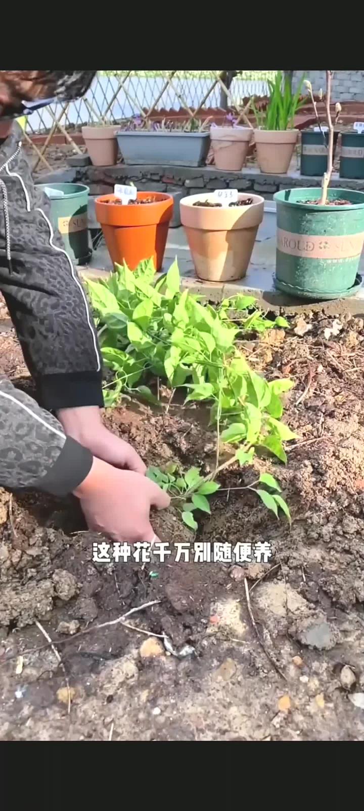 炮仗花发芽图片