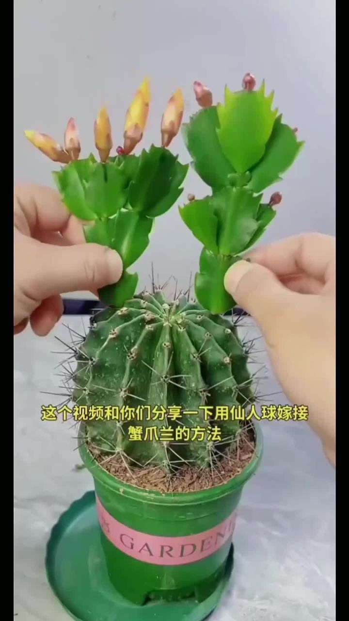 万花美花卉蟹爪兰嫁接仙人球,绿意盎然生新姿,奇趣融合显创意