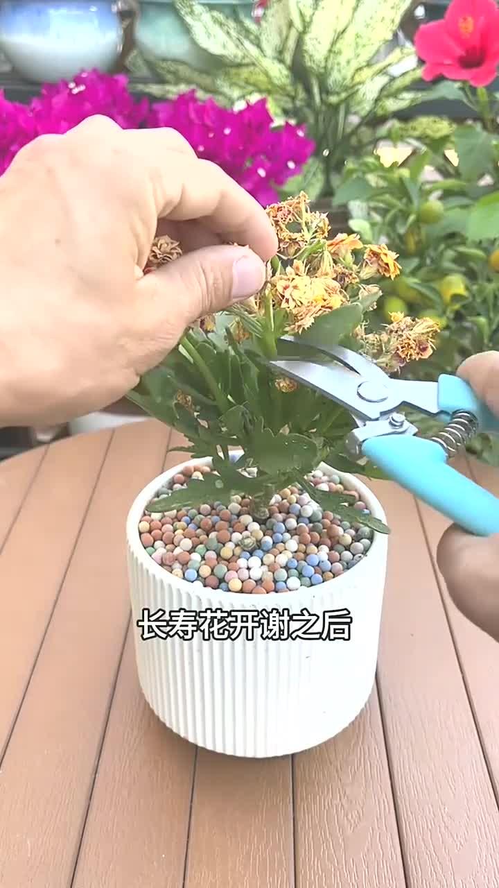 长寿花开花败了修剪图图片