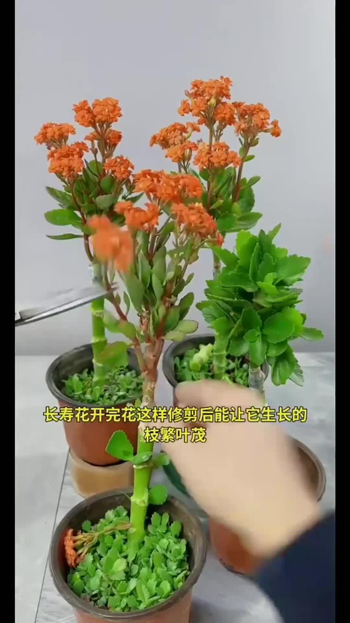 长寿花的成长变化图片