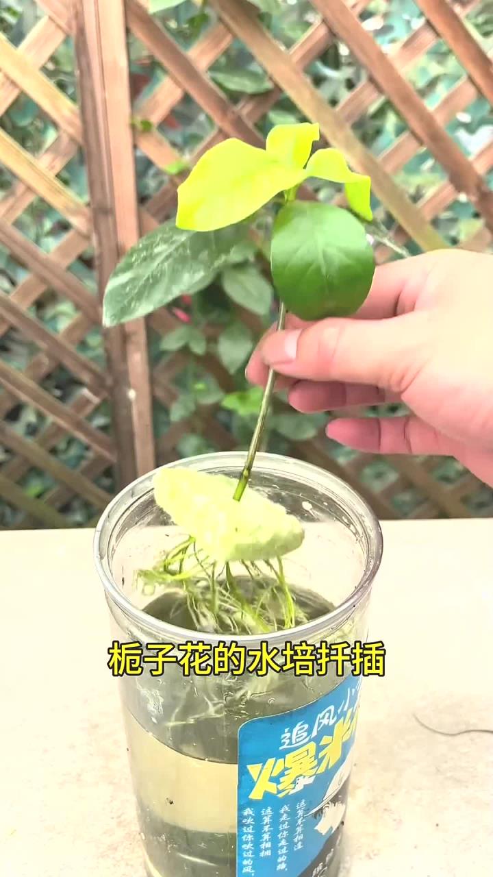 栀子花的水培扦插,简单的不得了,不用花钱买