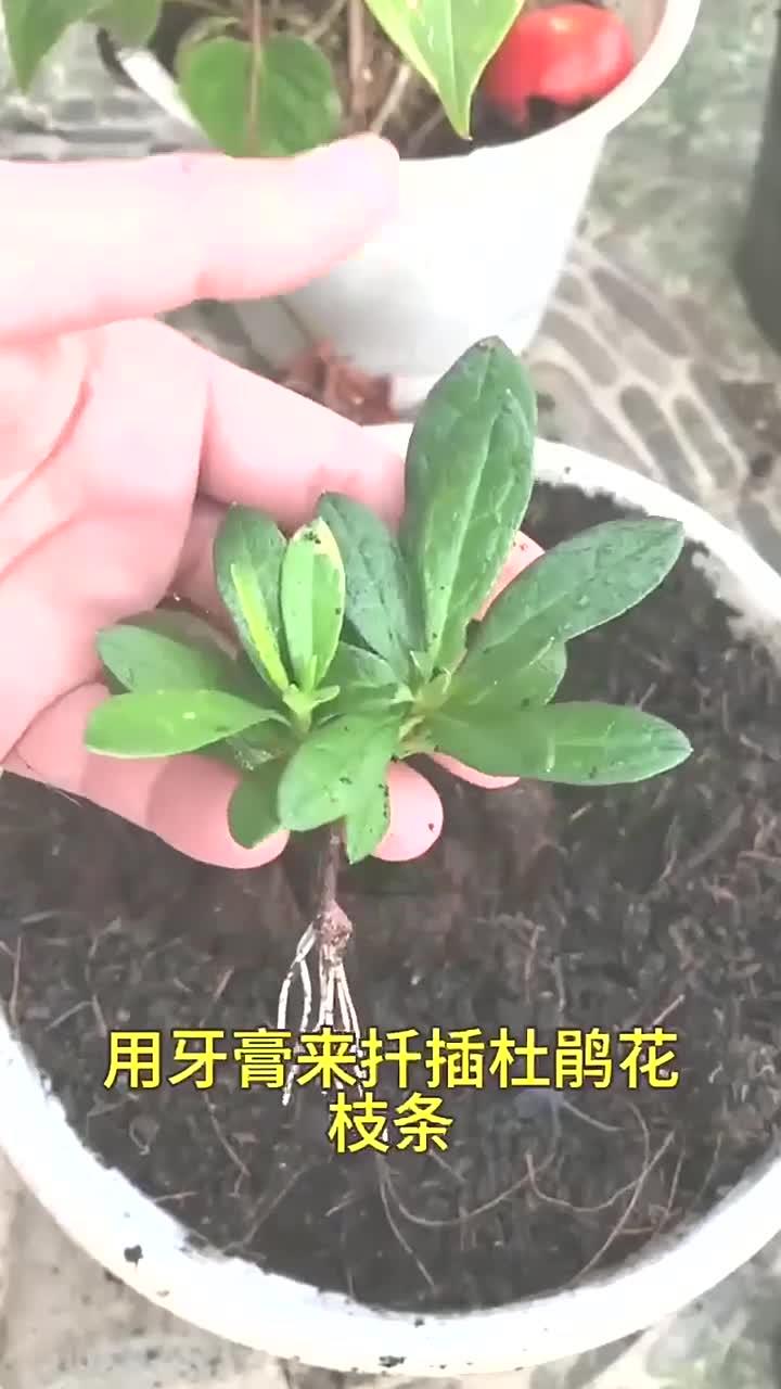 用牙膏来扦插杜鹃花枝条,生根快成活率高