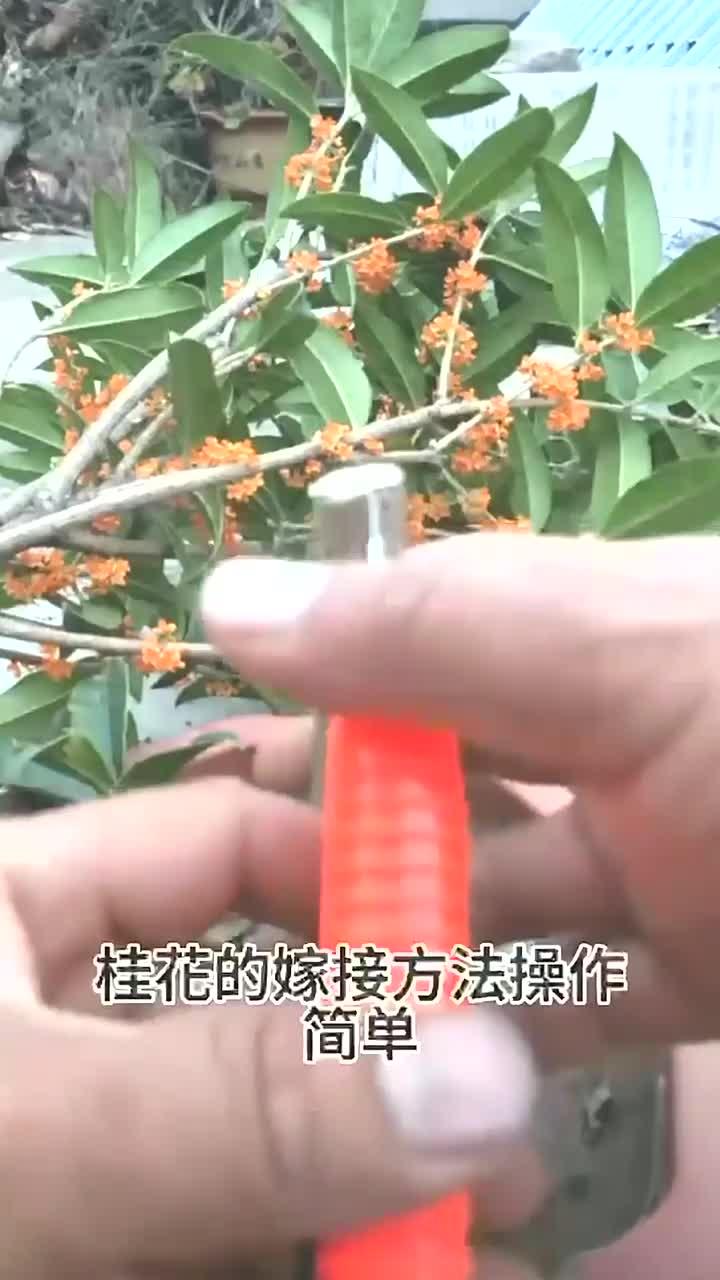 桂花嫁接口图解图片