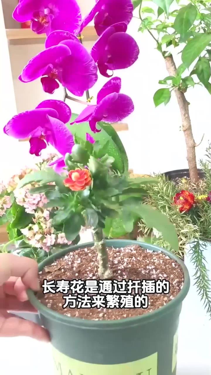 长寿花花梗怎样扦插图片