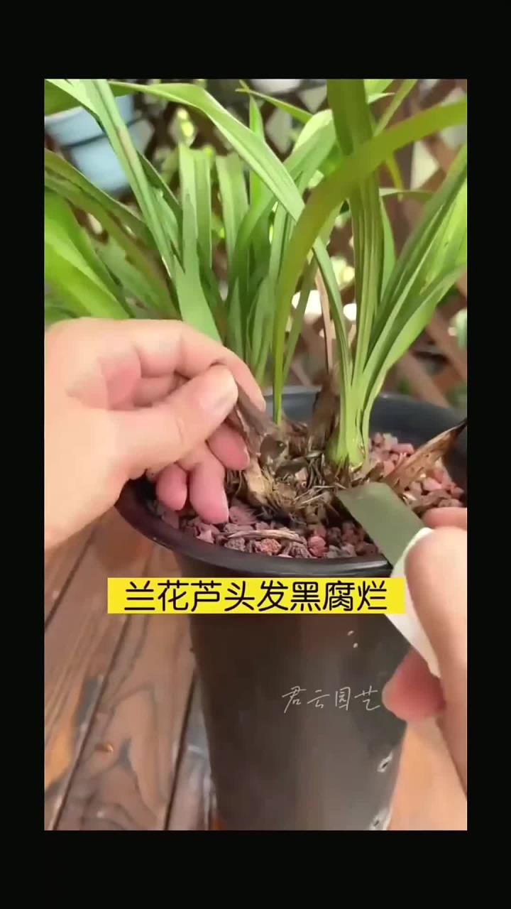 兰花芦头发黑腐烂