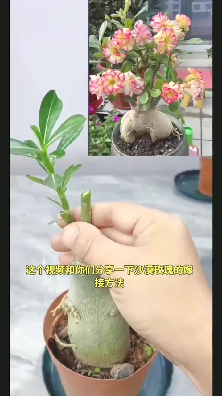 分享一个沙漠玫瑰嫁接方法!