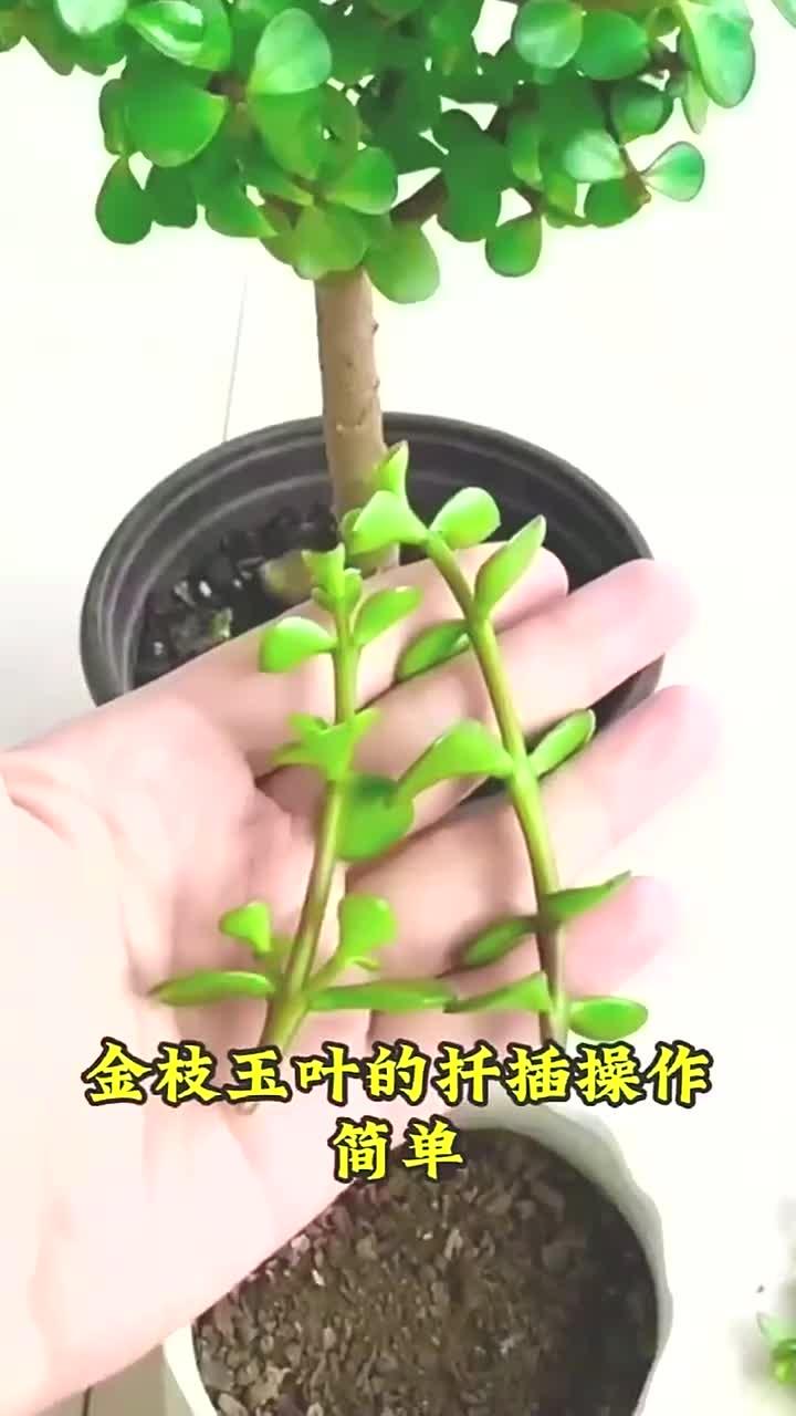 金枝玉叶的扦插方法,操作简单生根快