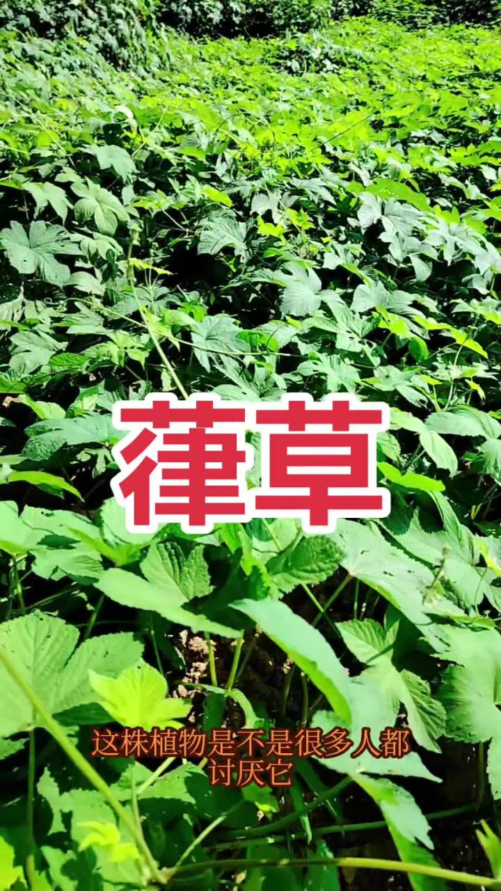 老林讲百草这种植物大家都见过拉拉秧,学名葎草