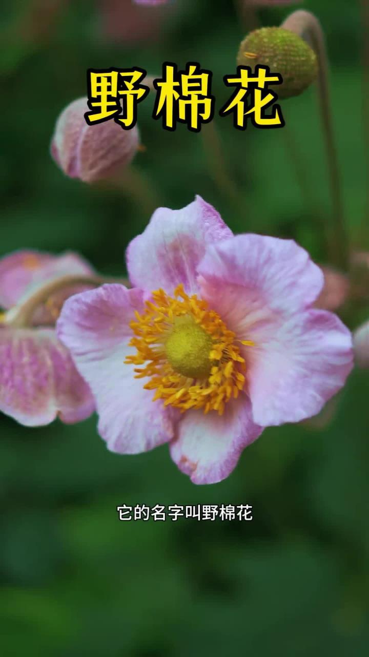 野棉花,又名白头翁,大火草.根及根茎入本草