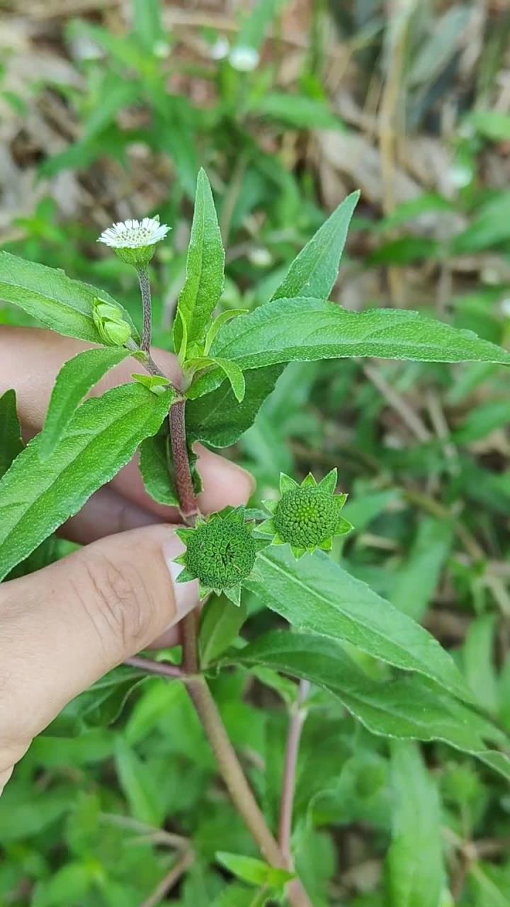 墨旱莲又名墨汁草,白花草,村里白头发的老爷爷老奶奶常采收它,你了解