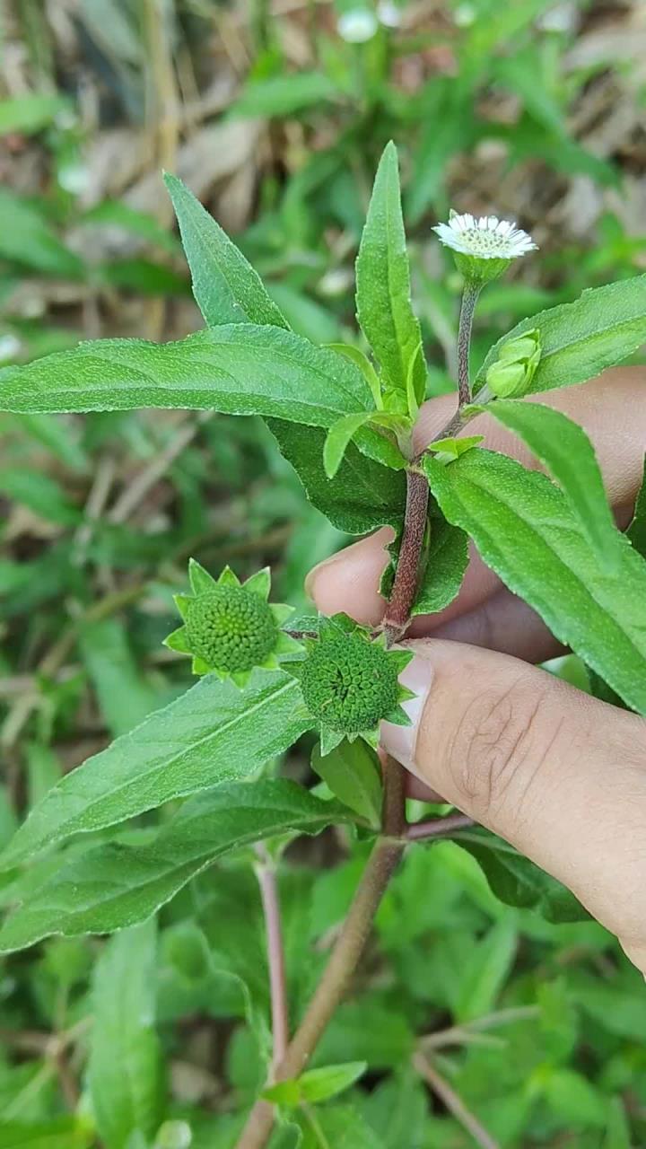 墨旱莲又叫黑头草,以前农村人割它来喂猪,那就可惜了,村里白发的老