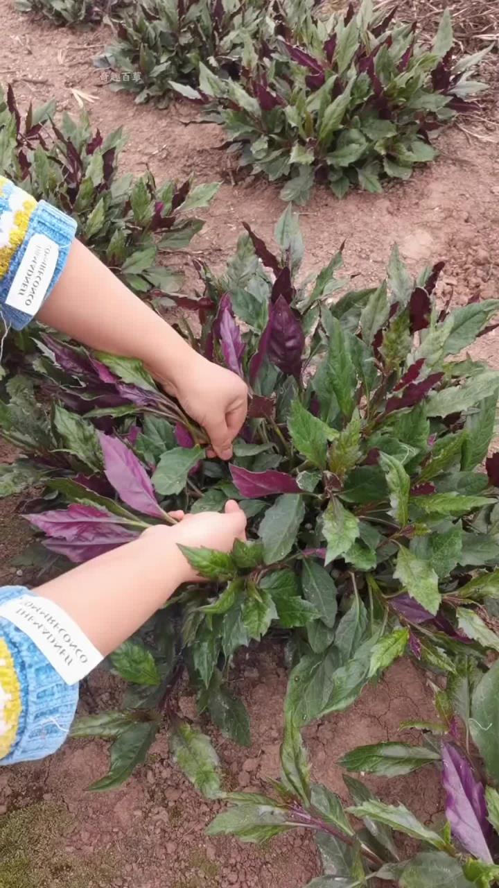 红凤菜又叫血皮菜,在四川用它来爆炒猪肝,是一道独特的风味
