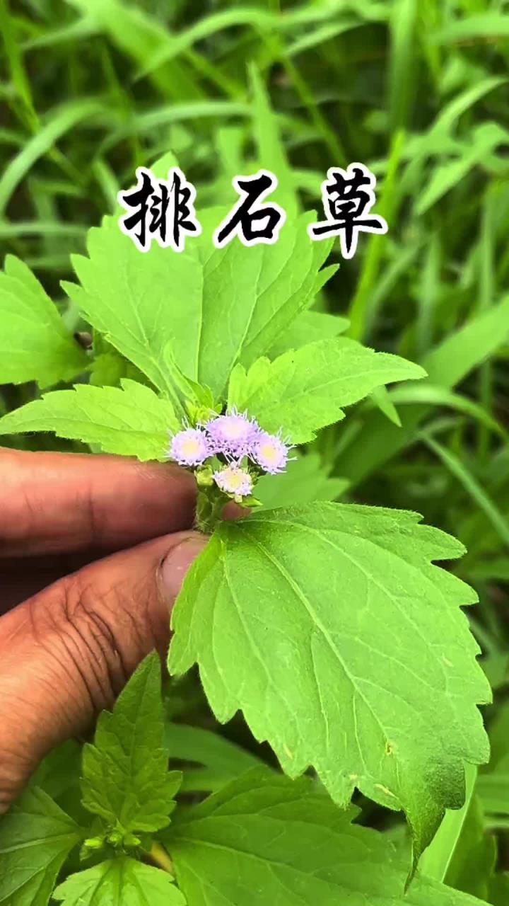假臭草 一种不起眼的小草却是石头的克星,如果野外遇见了采摘一些备用